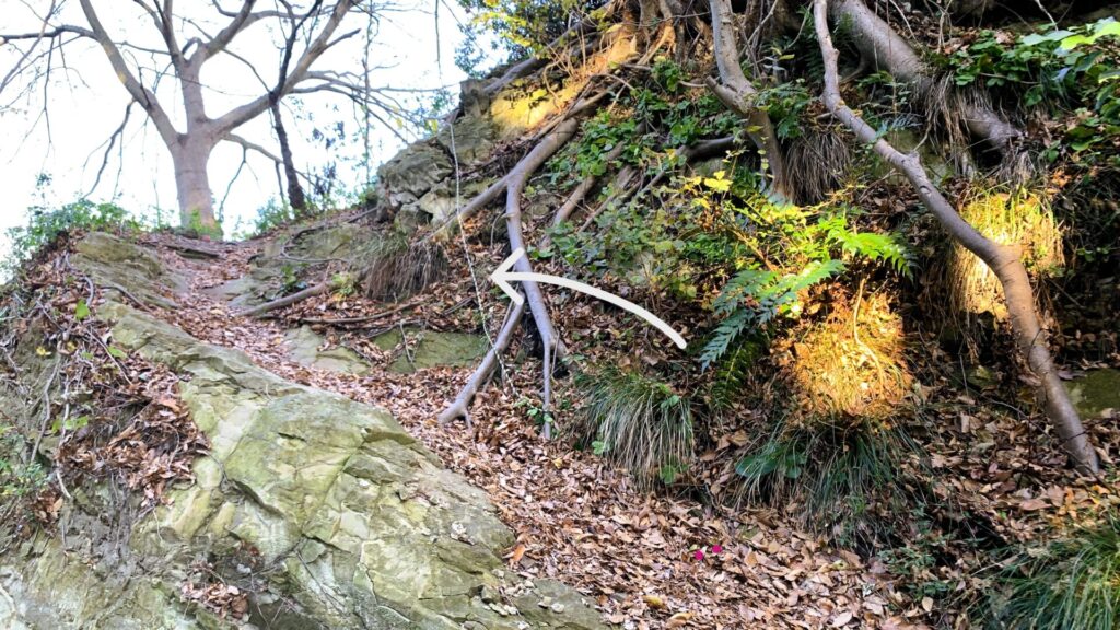 天園ハイキングコースの山道の傾斜に設置されたロープが見える出入口。周囲には木の根っこや岩肌が見え、朝の陽ざしが差し込む風景。