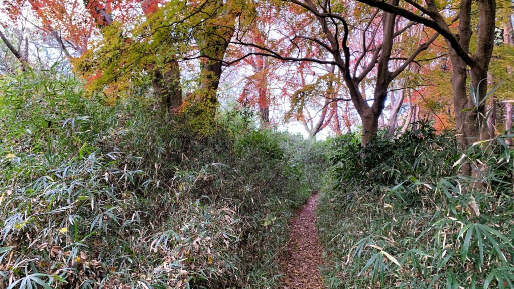 奥に紅葉した木々が見え、手前には低い笹が広がっている。中央より少し右に小道が通っている山の中の風景。