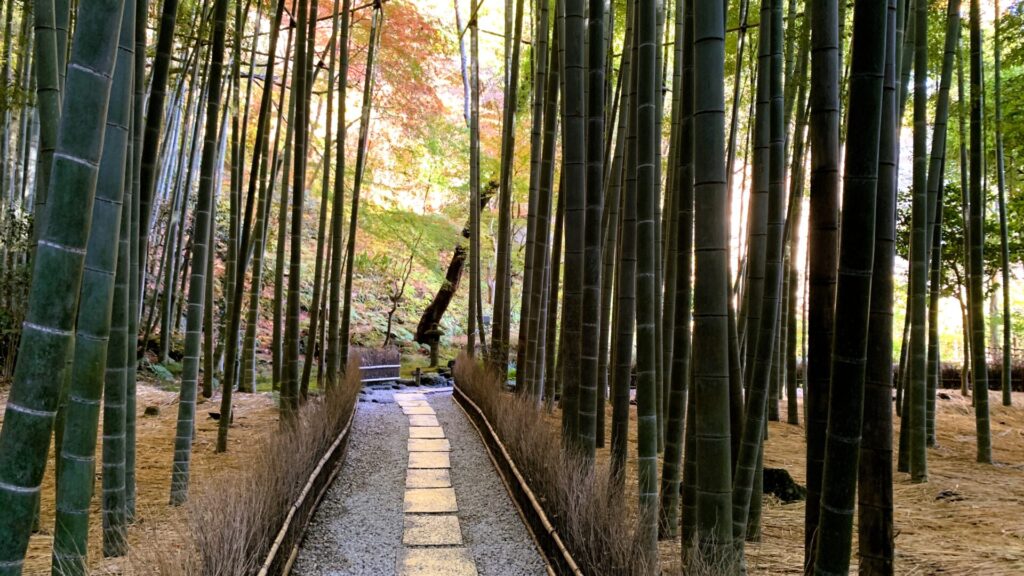 鎌倉報国寺の朝の竹林、石畳の歩道を挟んで竹が立ち並び、土は藁で覆われている。奥には紅葉が見え、朝日が照らす穏やかな風景。