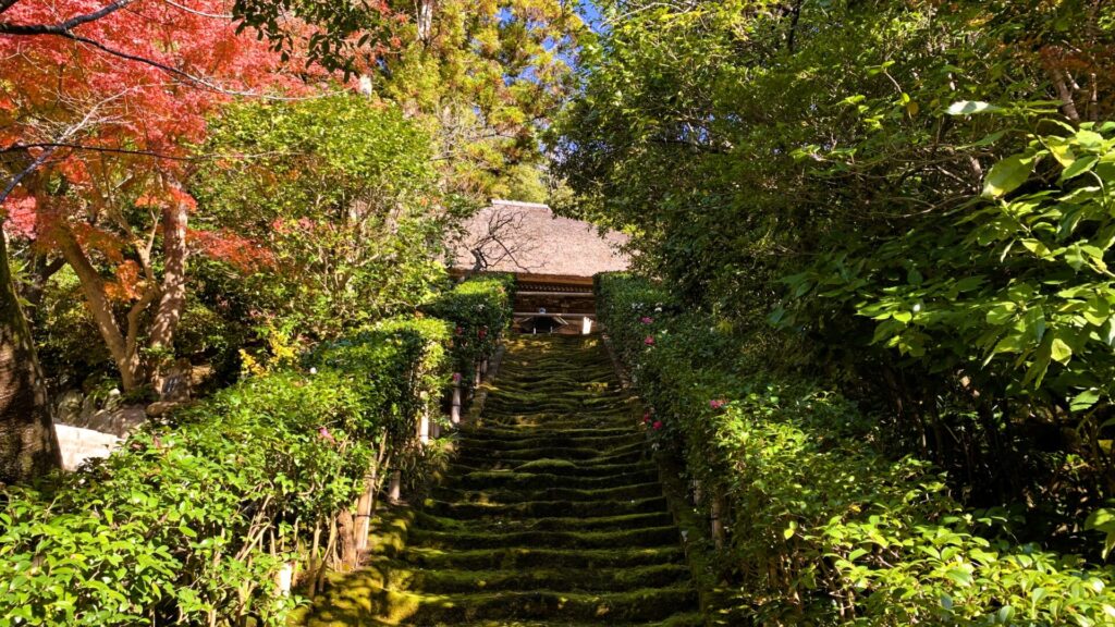 鎌倉・杉本寺の苔の生えた階段を下から撮影。階段の両側には豊かな緑の植物と木々が生い茂り、一部が紅葉している。奥には茅葺き屋根の本堂が見える。緑が美しく映える一枚である。