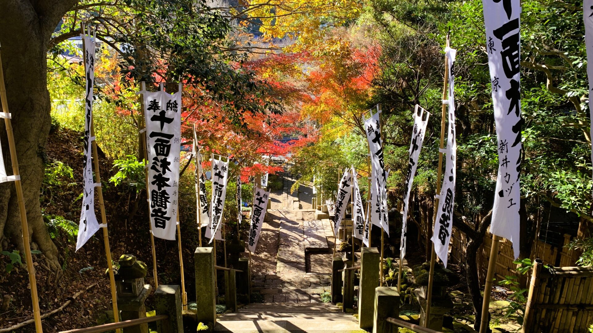鎌倉・杉本寺の入口にある階段を上部から撮影。階段は石材でできており、両側には「奉納十一面杉本観音」の旗が一定の間隔で並んでいる。両側の木々には紅葉したものもあり、晴れた日の光が差し込んでいる。