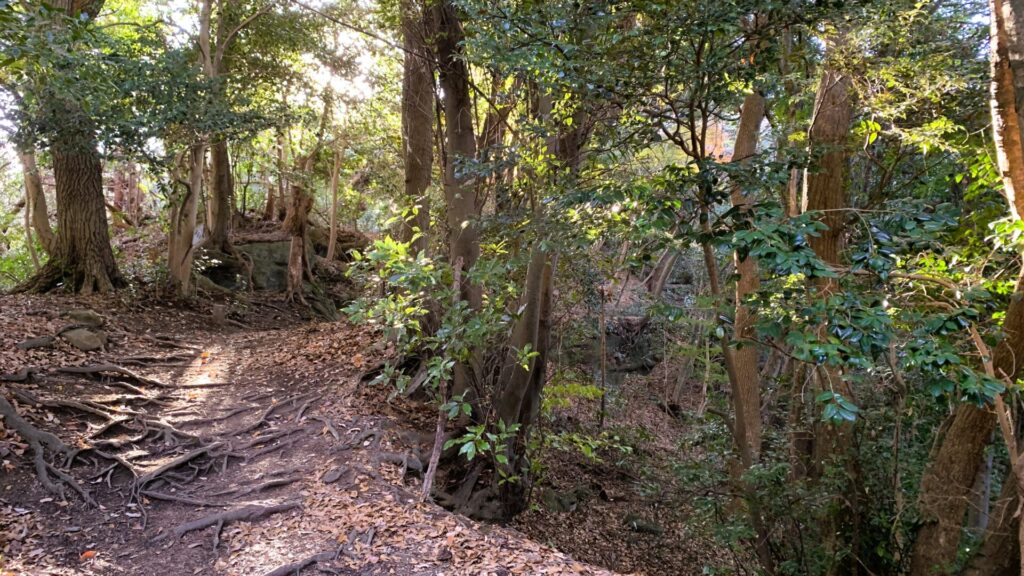 天園ハイキングコースの山道、朝の陽ざしが差し込む自然豊かな風景。左手には木の根が張り、右手には下に傾斜する山道と木々が広がる静かな景色。
