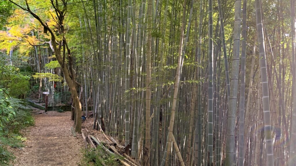 竹林が広がり、朝日が差し込む早朝の山道。右手に竹林の緑が広がり、左には静かな山道が続き、周囲の自然が織りなす美しい緑の風景が広がる。