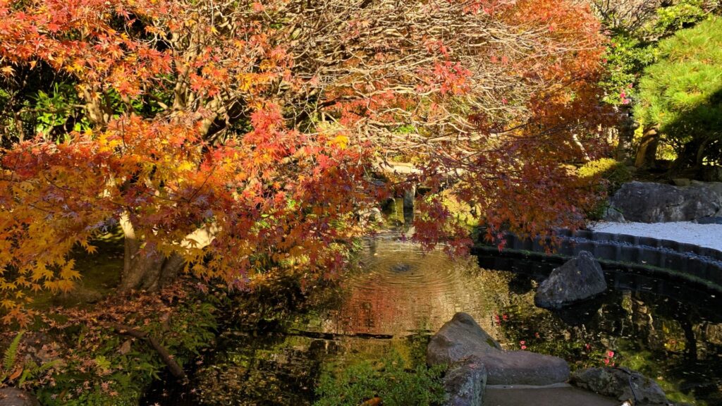鎌倉・報国寺の中庭にある池。均等に広がる波紋が美しく、池の周りには鮮やかな紅葉と緑の木々が取り囲んでいる。穏やかな秋の朝を感じさせる風景。