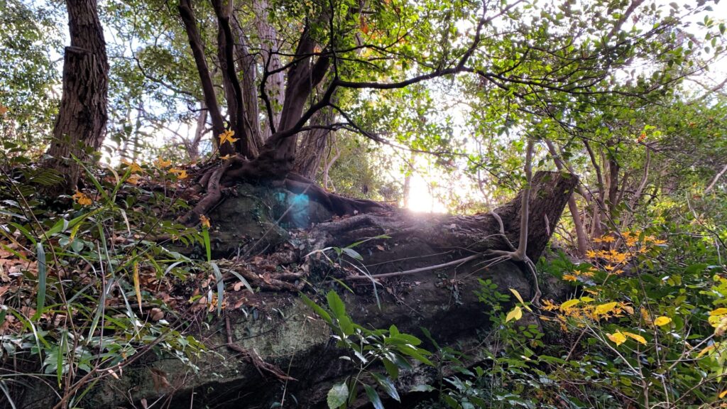天園ハイキングコースの山道。古くからある岩に木々が生えた自然豊かな風景。奥から太陽の光が差し込み、神秘的な朝のひと時を感じさせる。