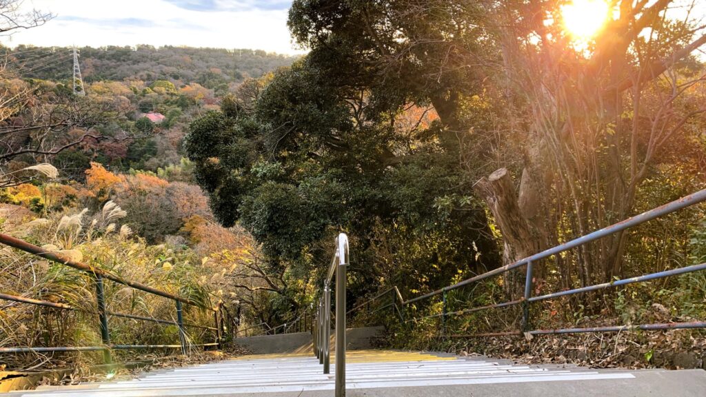 階段の頂上から見た風景。コンクリートの階段、周囲の緑の木々、ススキが見える。朝日が右上から差し込み、雲のかかった空が広がっている。