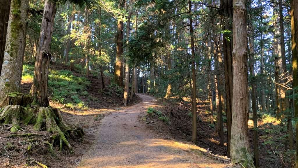 神奈川県最乗寺の裏山の山道を撮影したものである。中央に山道が続き、周囲には高い杉が立ち並ぶ。所々に朝日が差し込み、人影はなく自然豊かな風景である。