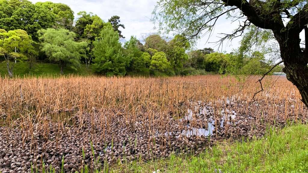大阪・服部緑地の山ヶ池を撮影した風景。池一面に広がる枯れた茶色の蓮と水面。周囲を草や木々に囲まれた自然環境、曇り空の下で静かな公園内の池の景観。
