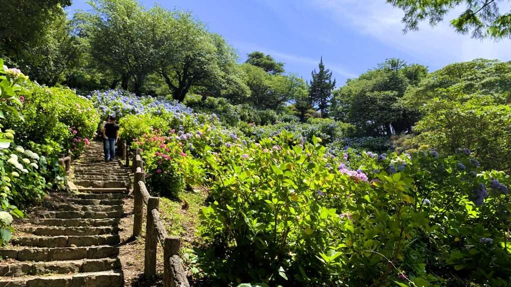 静岡県下田市の下田公園で開催される「あじさい祭り」の風景を撮影。右側には色とりどりのアジサイが咲き誇り、左側には石階段が続く。2人の来園者が階段を下り、青空と緑豊かな木々に囲まれた初夏の公園風景。