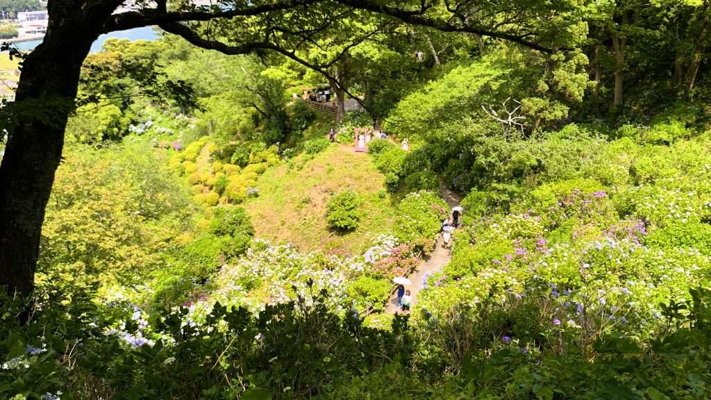 静岡県下田市の下田公園で開催される「あじさい祭り」の風景を見下ろすように撮影。園内一面に青や紫、ピンクのアジサイが咲き広がり、中央の遊歩道を観光客が散策する、緑豊かな晴天の初夏の景観。