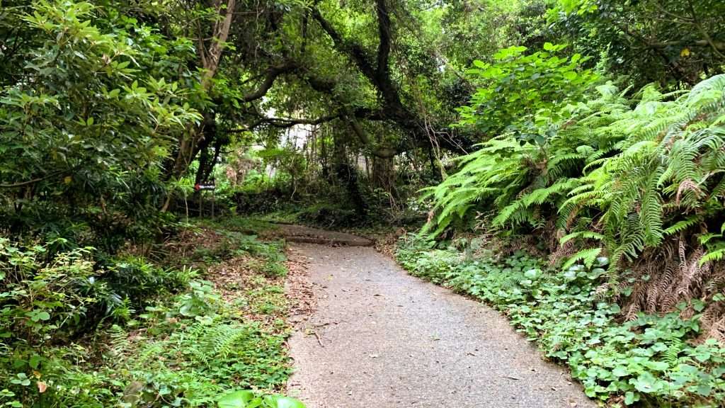 静岡県下田市・白浜海岸近くの山道を撮影。中央にはコンクリート舗装の道が続き、周囲はシダ植物や生い茂る緑の木々に囲まれた、自然豊かな野性味あふれる山間の風景。